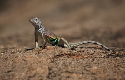 Greater Earless Lizard