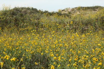 Sunflowers at Monahans Sandhills State Park