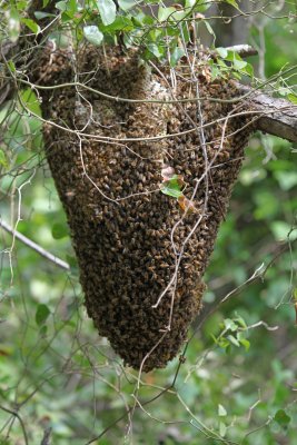 BeeHive (Killer Bees)