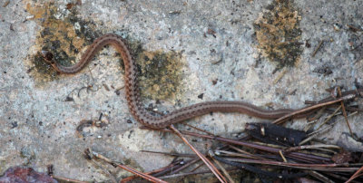 Texas Brown Snake at Geraldine Watson Nature Preserve