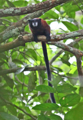 Mustached Tamarin