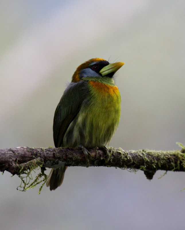 Red-headed-Barbet 