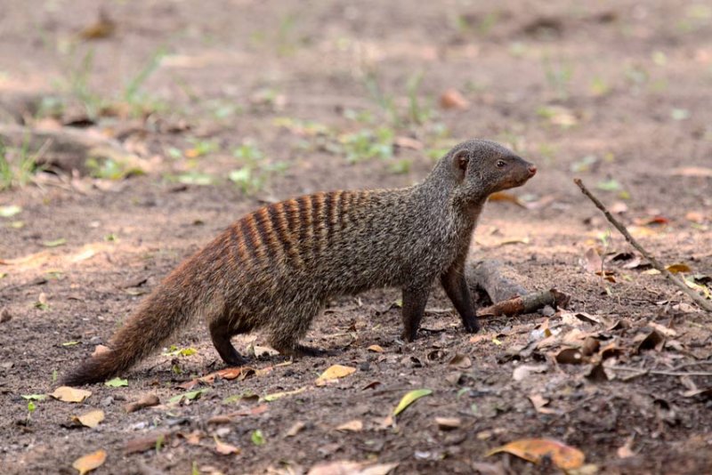 Banded Mongoose