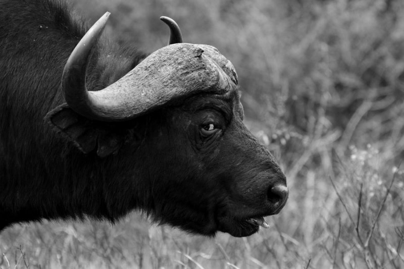 Buffalo