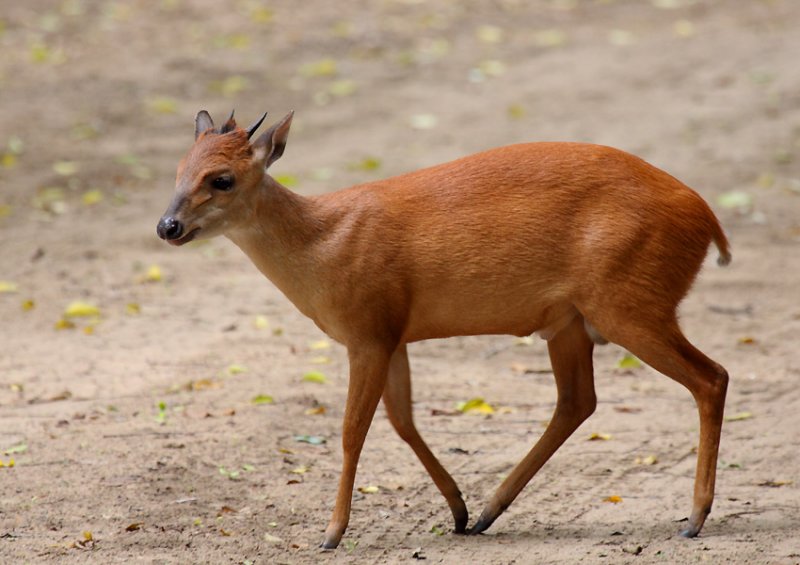 Red Duiker (South Africa)