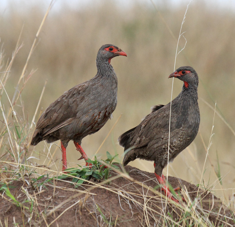 Red-necked Spurfowl (Francolin)