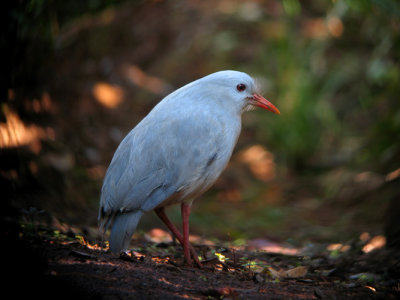 NEW CALEDONIA: Birds