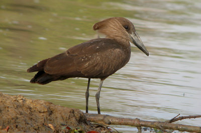 Hamerkop