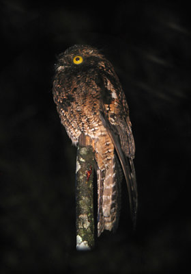 Andean Potoo