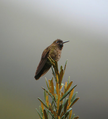 Violet-throated Metaltail