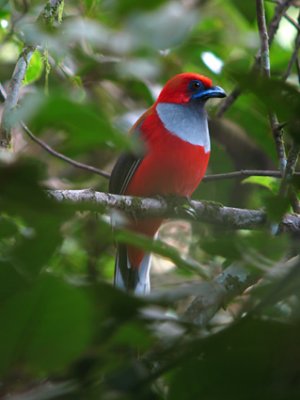 Whiteheads Trogon