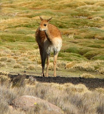 Vicuna (Chile)