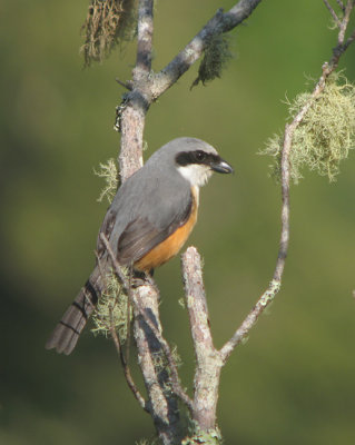 Mountain (Grey-capped) Shrike