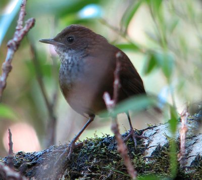 Kinabalu Friendly-Warbler (Friendly Bush-Warbler)