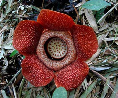 Rafflesia keithii (Malaysian Borneo)