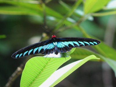 Rajah Brookes's Birdwing (Malaysia)