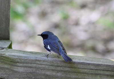 Black-throated Blue Warbler