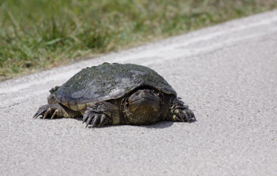 Common Snapping Turtle (USA)