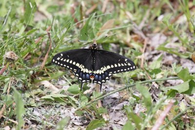 Black Swallowtail (USA)