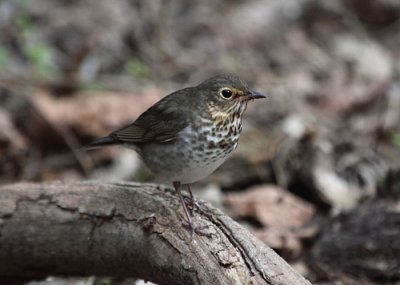 Swainsons Thrush 