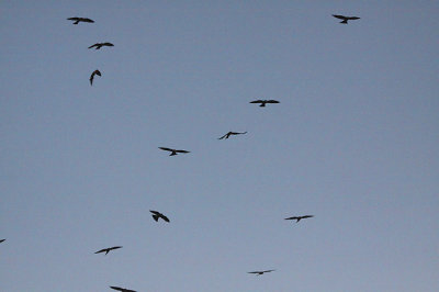 g1/82/894582/3/113043411.cnE820zC.jpg