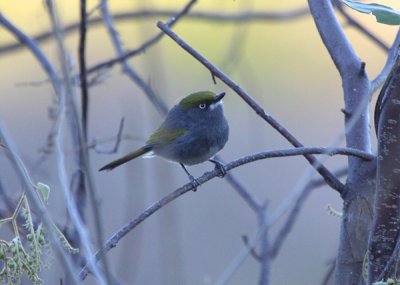 MEXICO: Birds