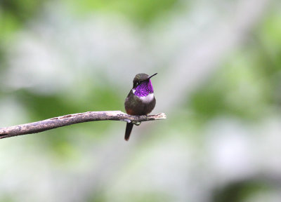 Purple-throated Woodstar