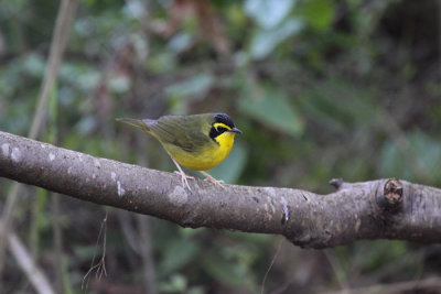 Kentucky Warbler