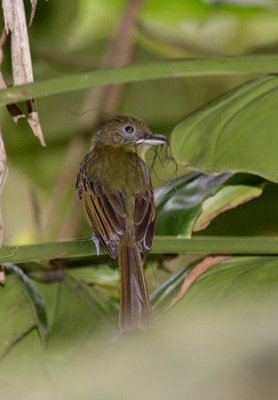 Pacific Flatbill