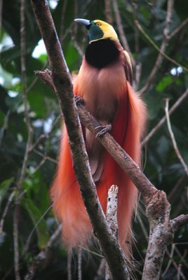 Raggiana Bird-of-paradise