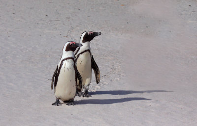 African (Jackass) Penguin