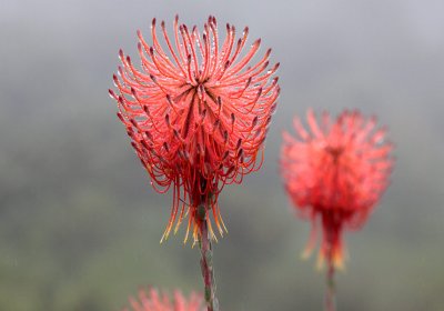 Protea ssp.