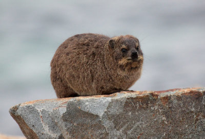 Rock Hyrax