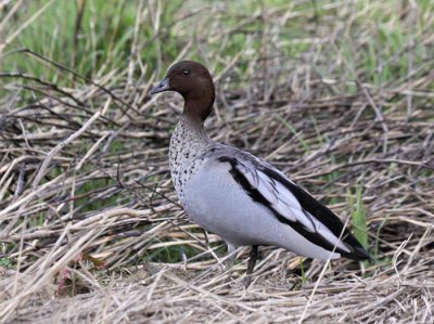 Maned (Australian Wood) Duck