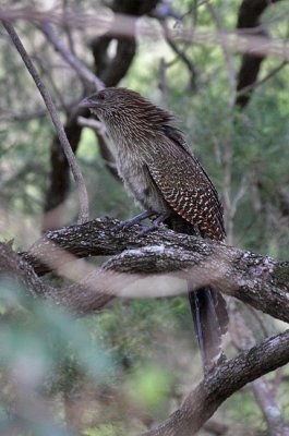 Pheasant-Coucal-IMG_3499-ER-Lamington-QLD-13-July-2010.jpg