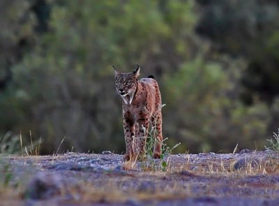 Iberian Lynx (Spain)
