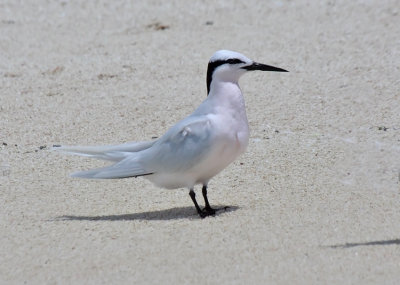 Black-naped Tern