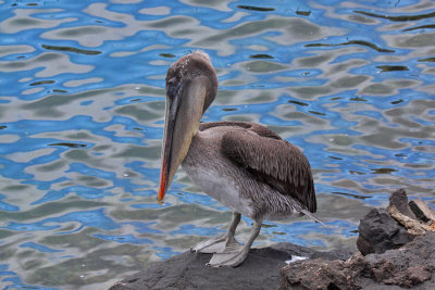 Brown Pelican