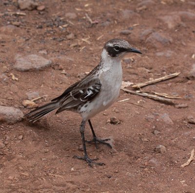 Galapagos Mockingbird