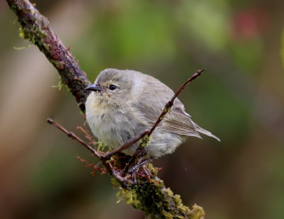 Gray Warbler-Finch