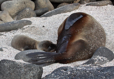 Suckling Galapagos Sea-Lion