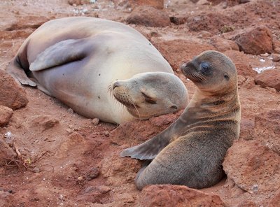 Mother and Pup Galapagos Sea-Lion