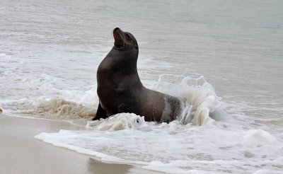 Galapagos Sea-Lion in the surf