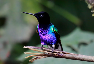 Velvet-purple Coronet