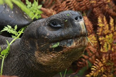 Santa-Cruz-Giant-Tortoise-Head-shot-IMG_8839-Finca-Mariposa-Santa-Cruz-Galapagos-13-Nov-2010.jpg