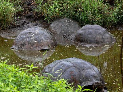Santa-Cruz-Giant-Tortoise-Wallow-IMG_8860-Finca-Mariposa-Santa-Cruz-Galapagos-13-Nov-2010.jpg