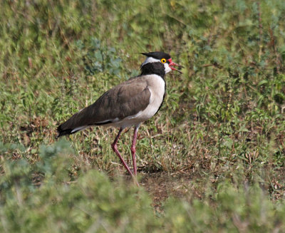 Black-headed Lapwing