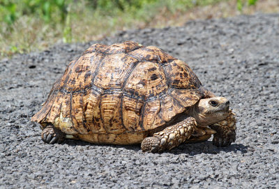 Leopard Tortoise Stigmochelys pardalis (Kenya)