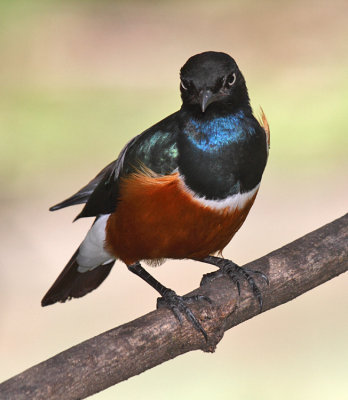 Superb Starling 