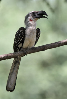 Jacksons Hornbill